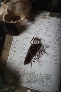 Image 2 of Protective Roots Smoky Quartz Crystal Talisman