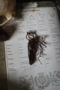 Image 3 of Protective Roots Smoky Quartz Crystal Talisman