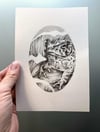 Anaxyrus americanus – Eastern American Toad drawing