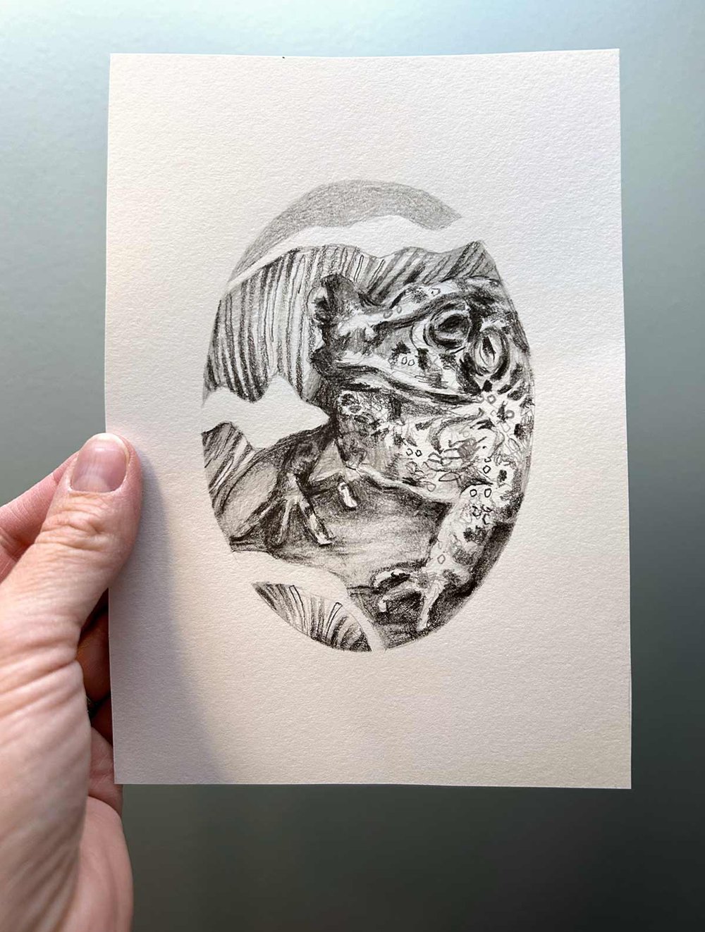 Anaxyrus americanus – Eastern American Toad drawing
