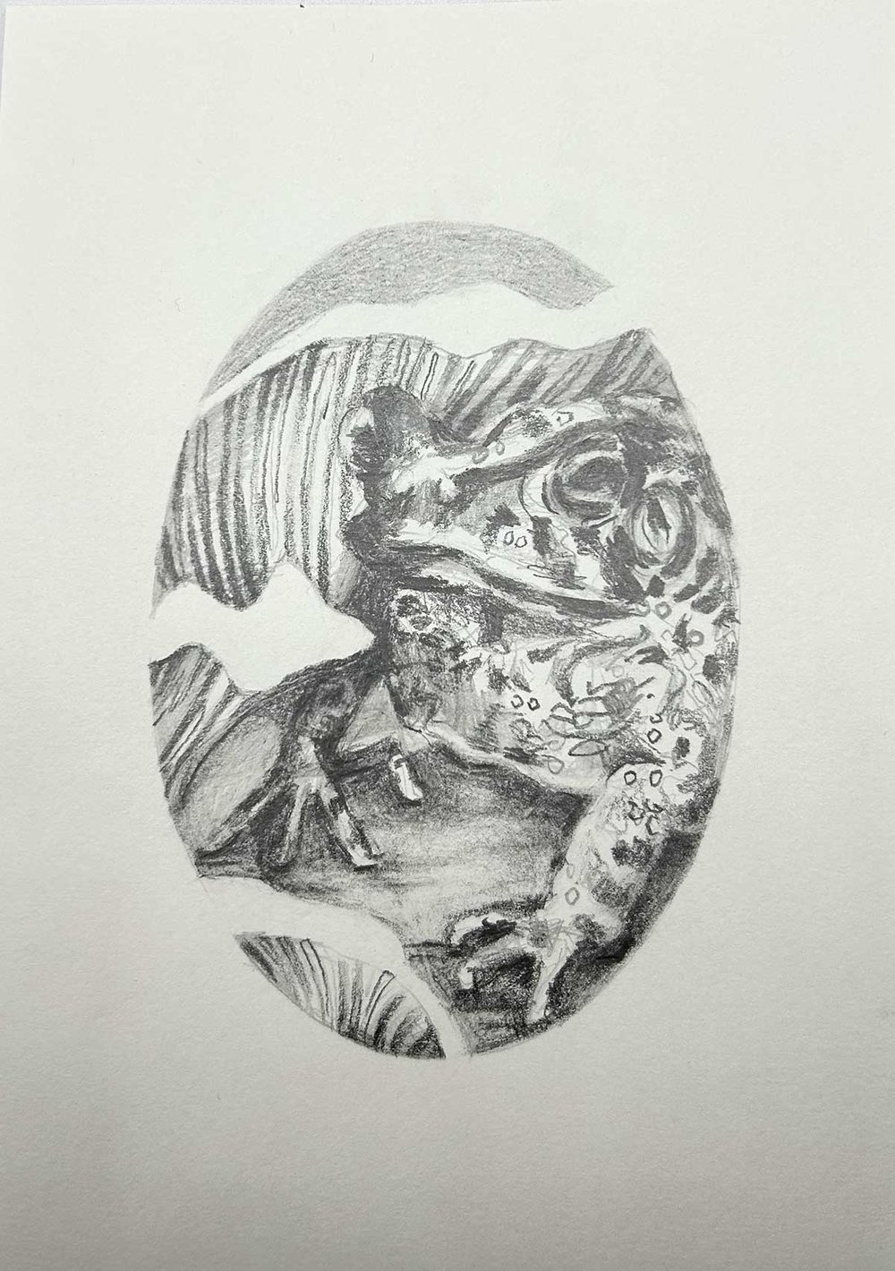 Anaxyrus americanus – Eastern American Toad drawing