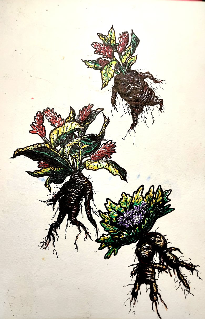 Image of 8.5x12 Three Mandrakes