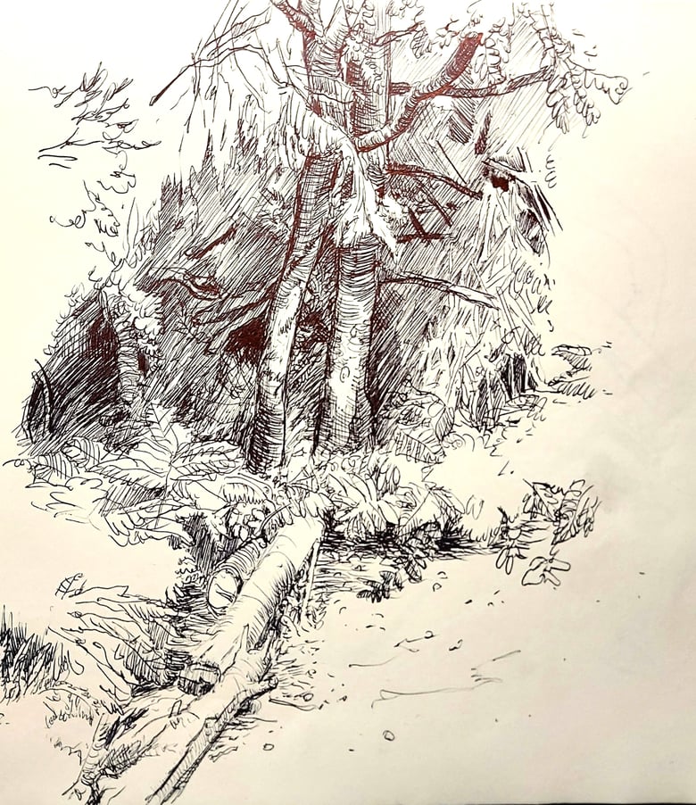 Image of FINE ORT. Forest Tree Study