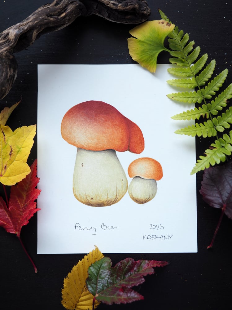 Image of British Mushroom and Fungi Original Drawings Vol 1