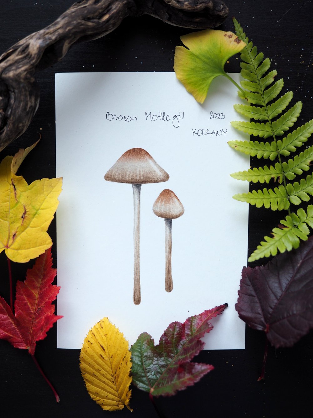 Image of British Mushroom and Fungi Original Drawings Vol 1