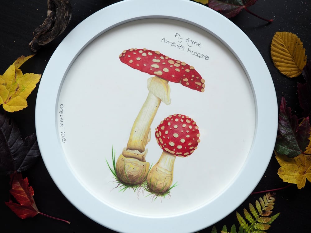 Image of Exclusive Framed Original Fly Agaric Mushroom Drawing Glows Under UV Light