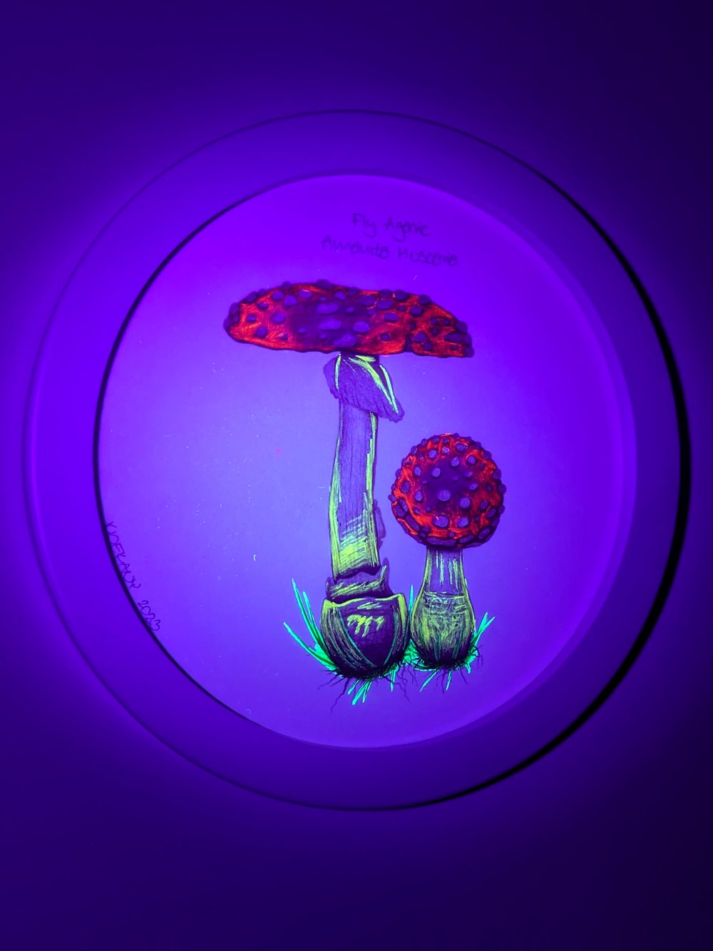Image of Exclusive Framed Original Fly Agaric Mushroom Drawing Glows Under UV Light