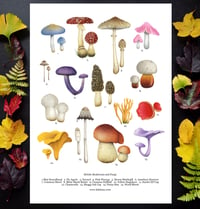 Image 1 of British Mushroom and Fungi Poster