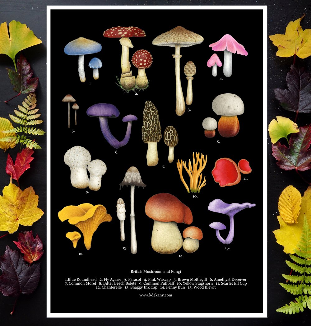 Image of British Mushroom and Fungi Poster