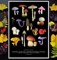 Image 5 of British Mushroom and Fungi Poster