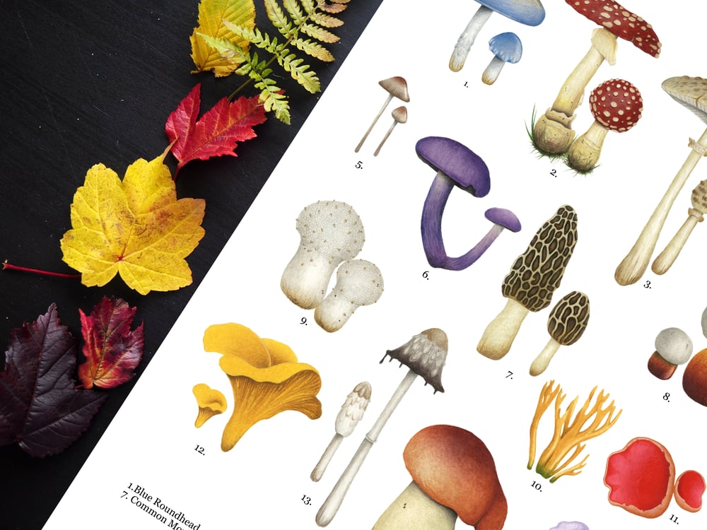 Image of British Mushroom and Fungi Poster