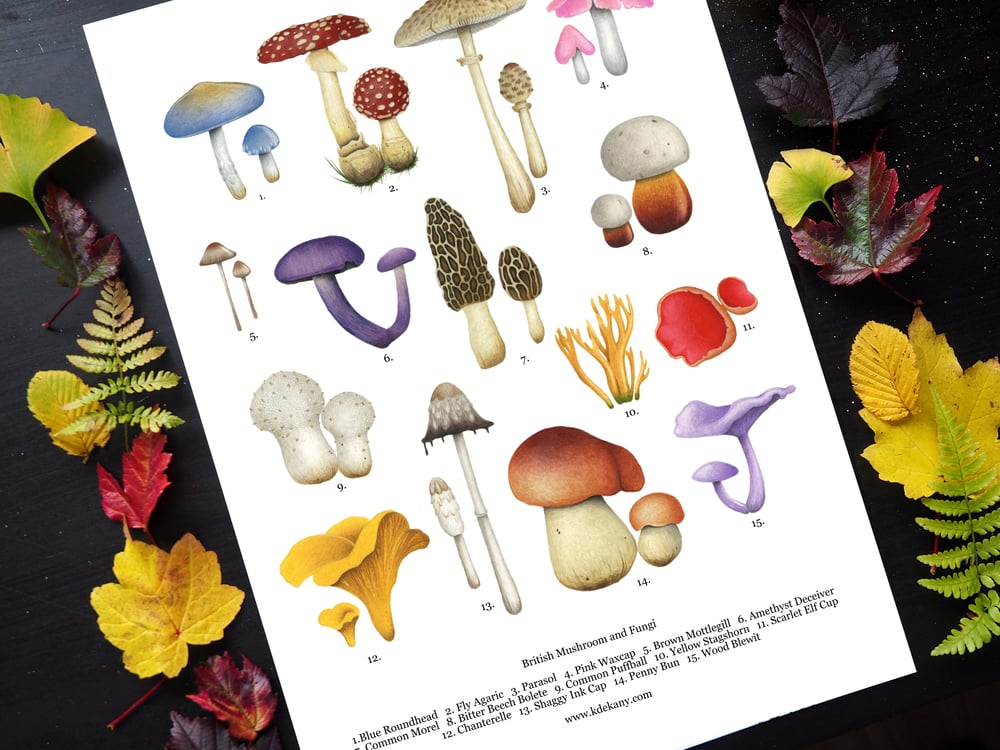 Image of British Mushroom and Fungi Poster