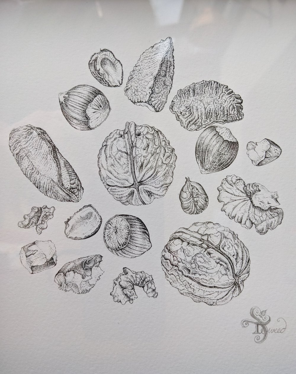 Image of Nuts - Original Ink Drawing