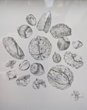 Nuts Original Ink Drawing