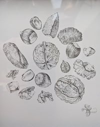 Image 3 of Nuts Original Ink Drawing