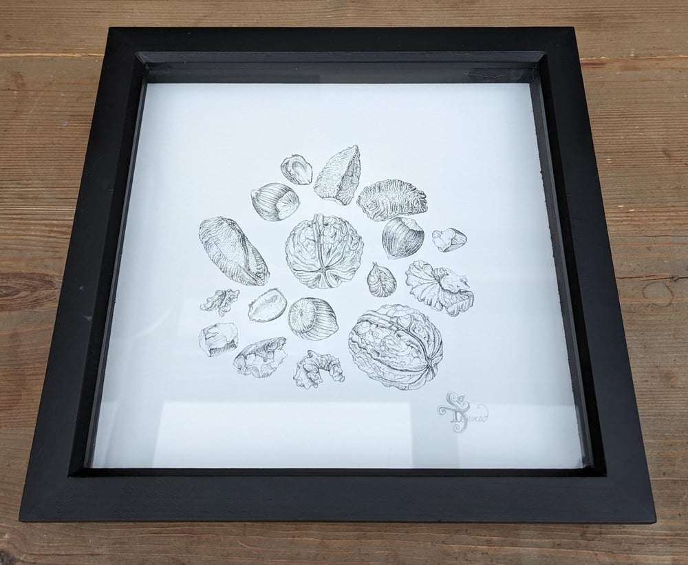 Image of Nuts - Original Ink Drawing
