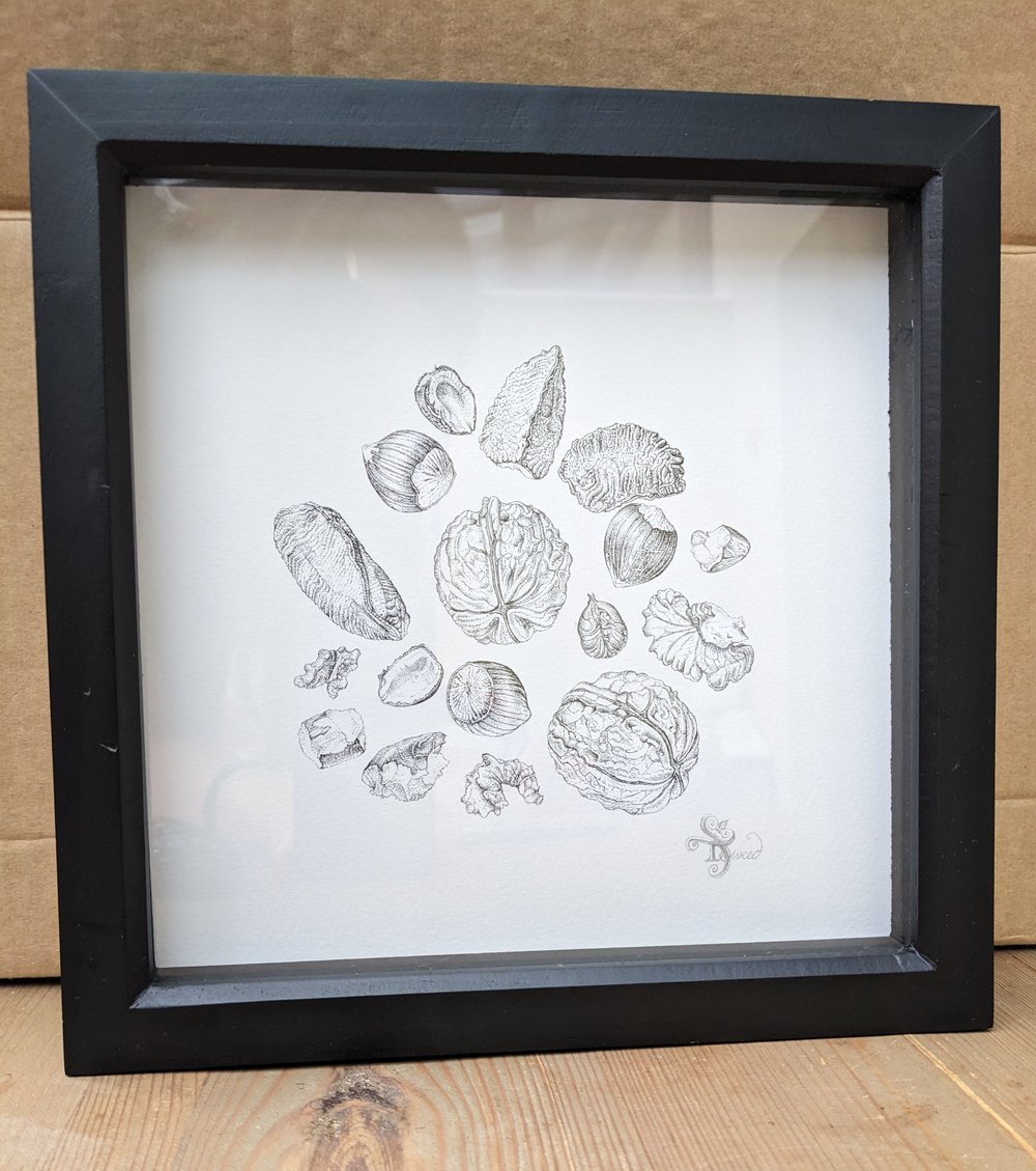 Image of Nuts - Original Ink Drawing