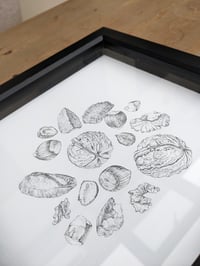 Image 2 of Nuts Original Ink Drawing