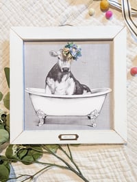 Cow in the Bathtub with Periwinkle Flowers