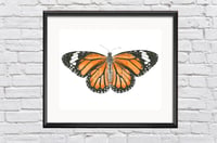 Monarch Butterfly