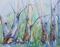 River Gums