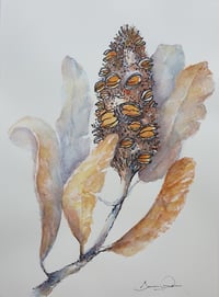 Inked Banksia