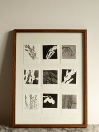 Image 1 of Black & White Grass Studies - Original Framed Monoprints 