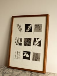 Image 2 of Black & White Grass Studies - Original Framed Monoprints 