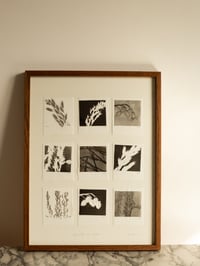 Image 4 of Black & White Grass Studies - Original Framed Monoprints 
