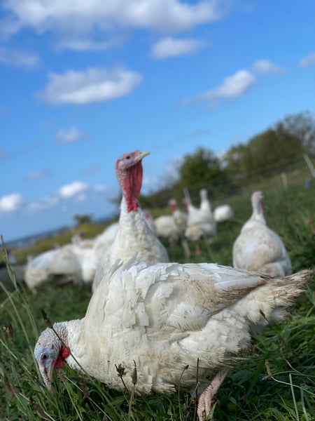 Image of Pasture Raised Turkey 