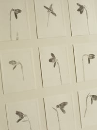 Image 2 of Snowdrop Studies - Framed Original Monoprint - 40cm x 40cm