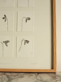 Image 3 of Snowdrop Studies - Framed Original Monoprint - 40cm x 40cm