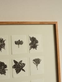 Image 2 of Daffodil Studies - Original Framed Monoprint - 40cm x 40cm