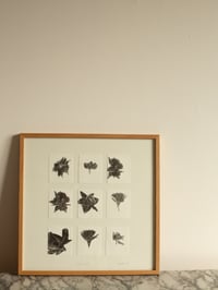 Image 3 of Daffodil Studies - Original Framed Monoprint - 40cm x 40cm