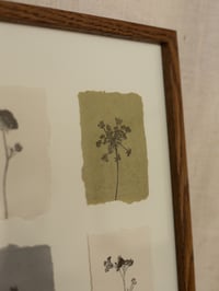 Image 5 of Flower Studies - Original Framed Monoprints - 30cm x 40cm