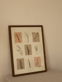 Image 3 of Grass Studies - Original Framed Monoprints - 30cm x 40cm 