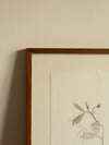 Sweet Pea - Original Framed Monoprint - 40cm x 50cm