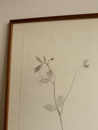 Image 4 of Sweet Pea - Original Framed Monoprint - 40cm x 50cm