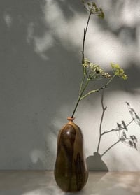 Image 3 of Butternut