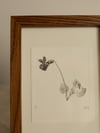 Common Dog Violet Mini - Framed Botanical Monoprint - 10cm x 15cm