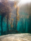 AQUATIC FOREST  -  Canvas Print (Ready to hang) with Float frame options
