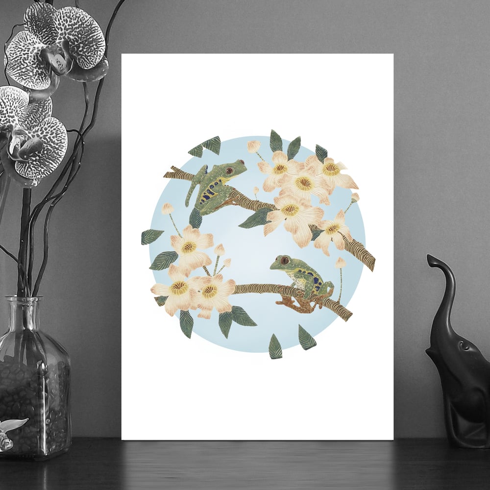 Image of Red eyed tree frog A4 & A5 prints