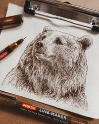 Grizzly Bear Portrait