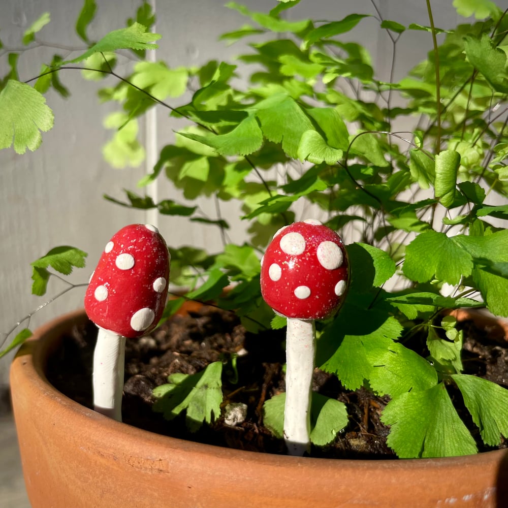 Image of Garden Mushroom 
