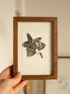 Daffodil Mini - Original Framed Monoprint - 10cm x 15cm