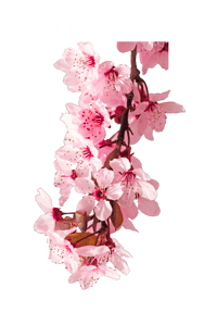 Image 4 of Sakura Oversized Premium tee