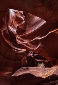 The Chamber