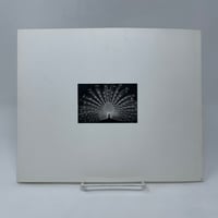 Image 2 of The Invisible Light, Infrared Photographs By Ron Rosenstock