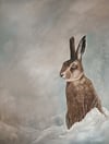 Hare in Snow