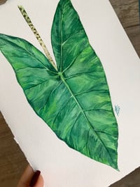 Image 3 of Alocasia Zebrina Original Artwork